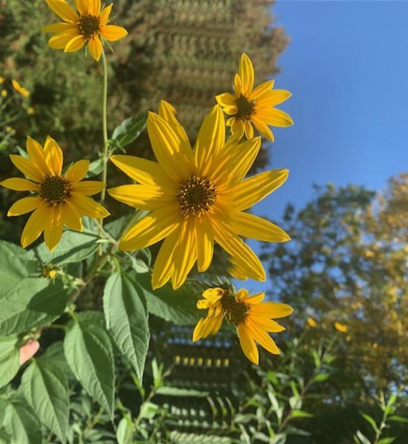 F&B'S Garden 10 Min Disneyland Paris モントリー エクステリア 写真